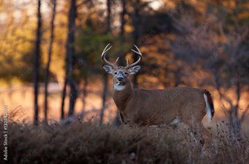 deer in woods